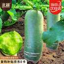 北蔬 冰糖脆水果萝卜种子苗生吃罗卜秋季蔬菜籽 冰糖脆萝卜种子1000粒