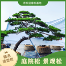 造型松树黑松油松庭院松园林景观松四季常青 1-3米造型松 具体规格造型咨询客服