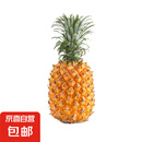 广东湛江徐闻菠萝 香水菠萝 热带水果  1个 净重1.3-2斤