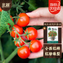 北蔬 矮生番茄种子苗蔬菜红珍珠小西红柿种籽 矮生盆栽红番茄种子50粒