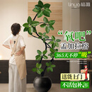 临雅孟加拉榕树客厅绿植高端造型室内大型盆栽四季好养圆球盆源头直发