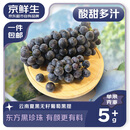 京鲜生 云南夏黑无籽黑提净重1.8-2.2斤 单果5g+葡萄提子 源头直发包邮
