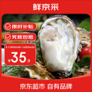 鲜京采【活鲜】生蚝净重5斤 3XL 13-18只装 源头直发