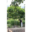 黄槐树 胸径8厘米 适种校园庭院等位置的绿化植物