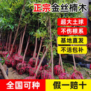 正宗金丝楠木树苗正宗四川庭院稀有珍贵盆栽小叶桢楠赤楠金丝楠苗 金丝楠木 6公分粗【1颗】土球发货