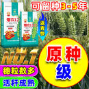 壮汉烟农1212小麦种子高产大穗白麦抗冻抗病矮杆早熟分蘖原种级冬小麦 烟农1212【原种级正品】30斤一袋