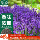 寿禾 薰衣草种子苗可盆栽种春夏花卉籽 鲜之吻法国薰衣草种子约6000粒