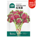 北蔬 红苋菜种子种苗圆叶汉菜种子四季蔬菜种籽 北蔬红苋菜种子4000粒