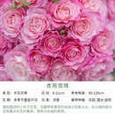 天狼月季花卉花苗特惠庭院花园阳台盆栽玫瑰观赏性四季耐寒新手推荐 杏苑雪晴 1.2升