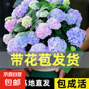 绣球花苗无尽夏带花苞四季开花绣球花盆栽庭院好养花卉植物室内花 无尽夏【大花绣球-无尽星河】 精品大苗【带花苞】原盆宽18cm高45cm冠35