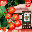 北蔬 矮生番茄种子苗蔬菜红珍珠小西红柿种籽 矮生盆栽红番茄种子50粒