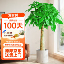 植男植女发财树客厅大型盆栽室内绿植好养落地办公室开业招财树源头直发