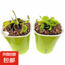 捕蝇草植物食虫草捕蚊虫儿童学习植物盆栽驱虫植物新款套餐食人花 捕蝇草2盆【大苗】种植好发货