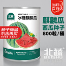北蔬西瓜种子种苗麒麟8424甜脆盆栽西瓜籽 冰糖麒麟瓜种子约800粒桶装