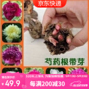萌肉居多年生带芽芍药花根块耐寒室内外花卉植物/芍药根块5个