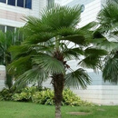 棕榈树苗棕树苗棕榈苗扇子树苗四季常青绿化苗木庭院植物盆栽地栽 4m高[1棵] 其他