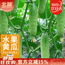 北蔬 水果黄瓜种子苗青瓜夏盆栽菜籽 卓脆潍胖二号水果黄瓜种子100粒