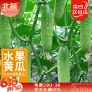 北蔬 水果黄瓜种子苗青瓜春盆栽菜籽 卓脆潍胖二号水果黄瓜种子100粒