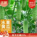 北蔬 水果黄瓜种子苗青瓜春盆栽菜籽 卓脆潍胖二号水果黄瓜种子100粒