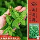 寿禾 食用薄荷种子可盆栽四季农家驱虫花草种籽 皱叶薄荷种子约1000粒