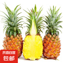 海南金钻凤梨 新鲜水果手撕凤梨孕妇水果 果园直发整箱包邮非菠萝 【尝鲜】1粒装凤梨 单果500g起