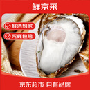鲜京采 鲜活生蚝5XL 净重5斤 9-12只 生鲜海鲜 源头直发