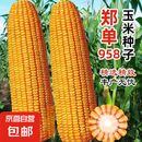 郑单958国审玉米品种玉米种子高产大棒玉米种子鲁单981玉米种子 国审郑单958玉米种子原装3.5斤 5袋（多买便宜）