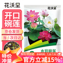 花沃里水培碗莲种子30粒/包不含盆 花卉种子荷花盆家庭庭院阳台碗莲盆栽