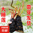 睡莲种苗荷花盆栽中大型碗莲莲花种藕水培水养水生池塘盆缸荷叶种 大睡莲根块 5个-混色