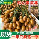 粤迎广东鸡心黄皮果【JD顺丰冷链】当季特产新鲜现摘现发孕妇可吃 鸡心黄皮果【酸甜多汁】 3斤尝鲜装【当季尝鲜-较划算-】净2斤