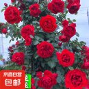 四季开花蔷薇花苗多花月季花苗特大花大苗浓香型爬藤攀援植物欧月 蒂娜1-1.3米左右【精选大苗】