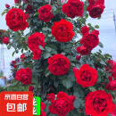 四季开花蔷薇花苗多花月季花苗特大花大苗浓香型爬藤攀援植物欧月 蒂娜1-1.3米左右【精选大苗】