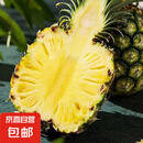 云南黑钻凤梨 新鲜水果非菠萝手撕凤梨产地直发 1个装 单果1.3斤起