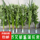 新鲜艾草艾叶端午节挂门窗整颗全株艾草菖蒲挂饰月子洗头泡澡脚包 新鲜艾叶20棵+菖蒲5片