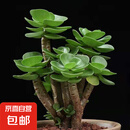 多肉植物 多肉精选老桩蒂亚吸财树办公室室内阳台红宝石群生多头 金钱木【3-5头】
