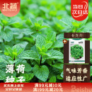北蔬 薄荷种子种苗四季播种盆栽可食用香草种籽 卓脆香薄荷种子1000粒