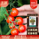 北蔬 矮生番茄种子苗蔬菜红珍珠小西红柿种籽 矮生盆栽红番茄种子50粒