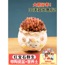 灿阳多肉植物盆栽摆件大颗好养栽好发货办公玉露桃蛋花盆仙人球 032+红宝石群 含盆