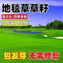 IGIFTFIRE草坪四季青种子草籽四季常青耐寒绿化耐旱修剪护坡庭院草皮别墅 地面毯籽草【原装进口】 热卖【2500K/5斤】播撒75-100坪