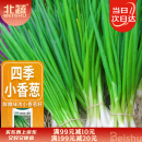 北蔬 四季小香葱种子小葱苗种苗家种盆栽菜种籽 四季小香葱种子1000粒