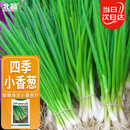 北蔬 四季小香葱种子小葱苗种苗家种盆栽菜种籽 四季小香葱种子1000粒