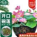 寿禾 碗莲种子水培已开口鱼缸盆栽四季开花植物 碗莲种子30粒