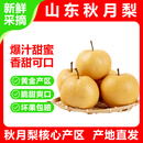 山东秋月梨正宗中秋新鲜水果生鲜梨子 精品果 净重4.5斤 单果300g+