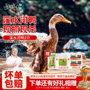杨博士皖南整只老鸭2只 净重4斤 农家散养鸭子土鸭溪水河鸭肉源头直发