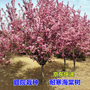 毓耘海棠树苗耐寒原生高杆庭院花树别墅地栽特大海棠花风景树园林绿化 西府海棠 4公分粗【高1.6-1.7米】