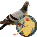 橙小萌新鲜5年农家散养老鸽子净重 2只700g 煲汤鸽子肉生鲜源头直发