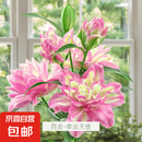 香水百合种球带芽四季开花室内外阳台多头百合耐寒好养 幸运天使【带芽发货】 5个球（更便宜）
