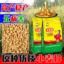 高产抗倒抗寒抗旱小麦种子 宝景麦188小麦种子【25斤】