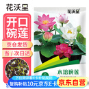 花沃里水培碗莲种子30粒/包不含盆 花卉种子荷花盆家庭庭院阳台碗莲盆栽