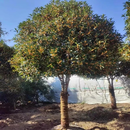 沁茗毓桂花树苗四季桂大树花卉原生丹桂金桂地栽盆栽庭院别墅花香浓郁 金桂 12公分粗（造型饱满）